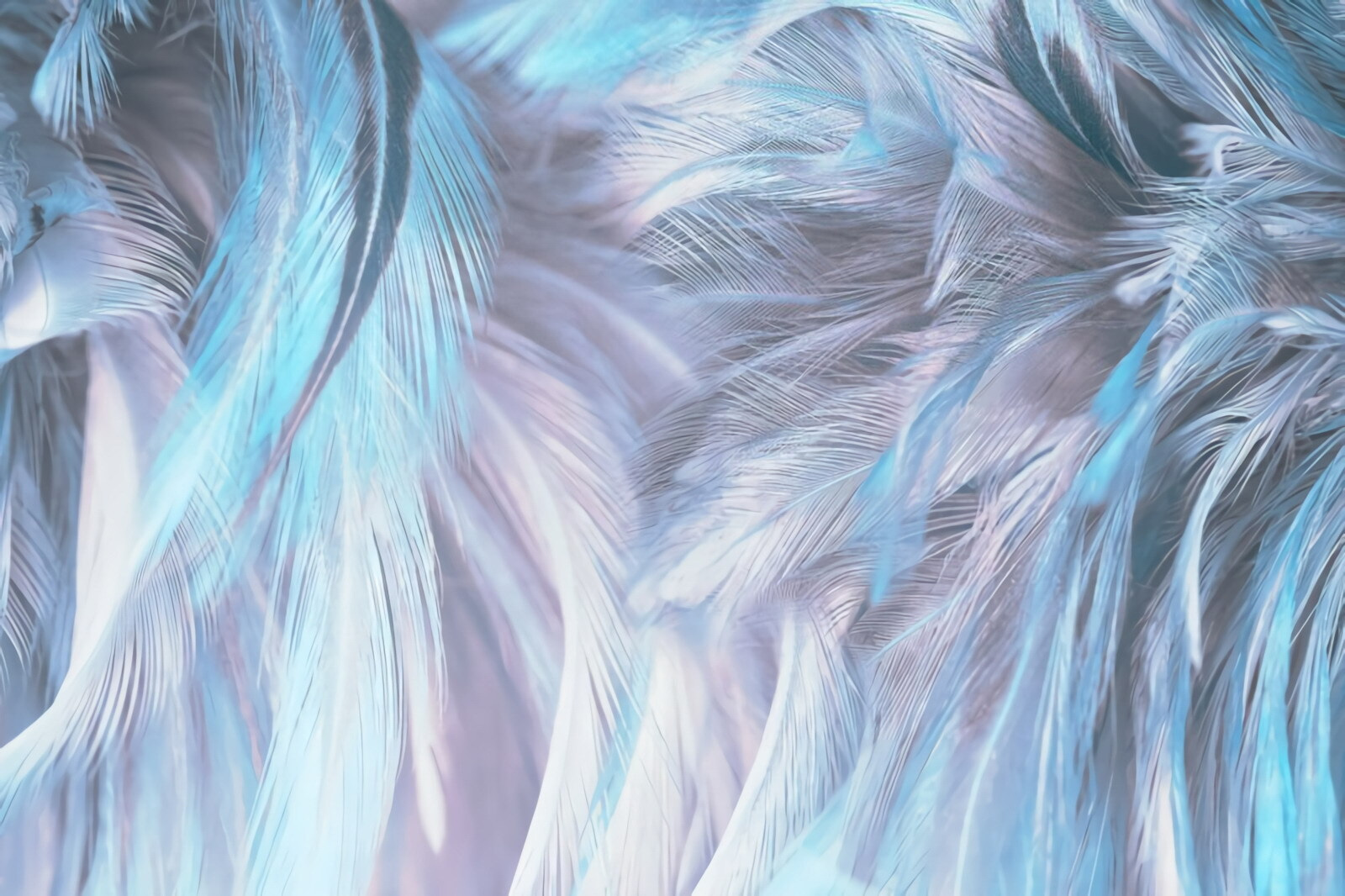 Soft pastel feathers in gentle waves
