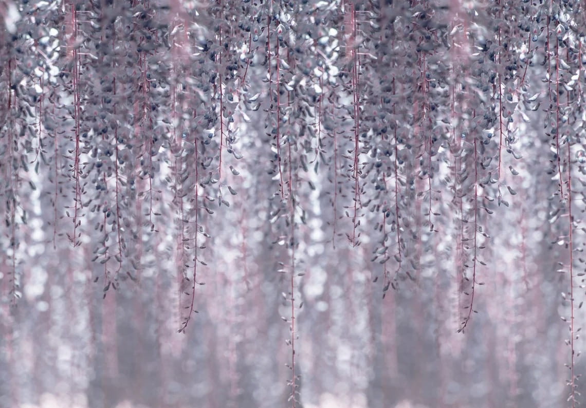 u59136p - Ніжне листя в м'яких тонах - tegory