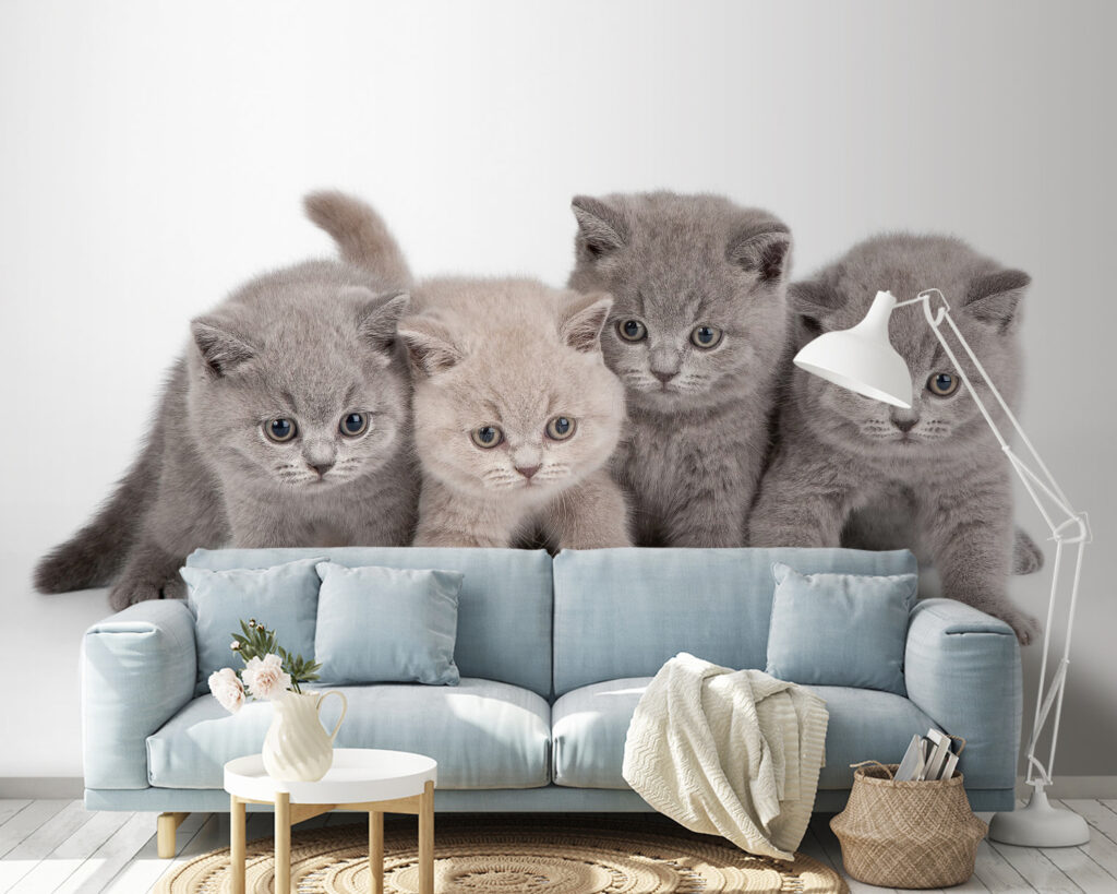 Group of kittens standing together Group of kittens standing together