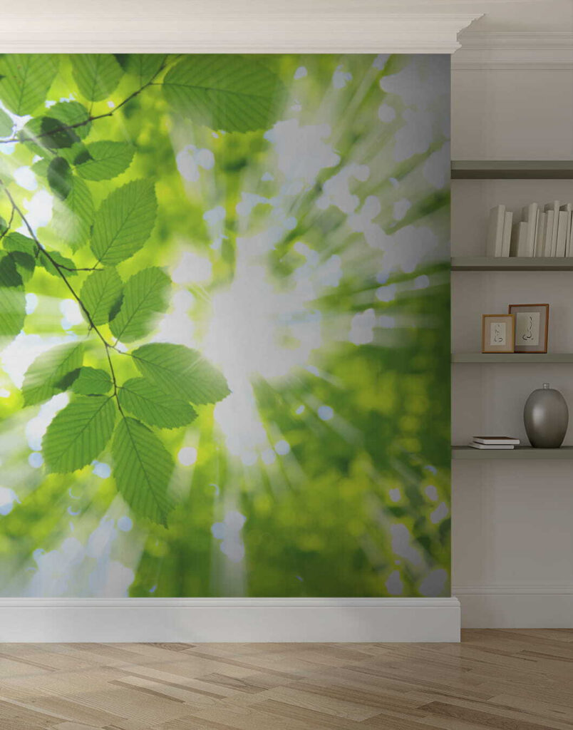 Sun shining through leaves