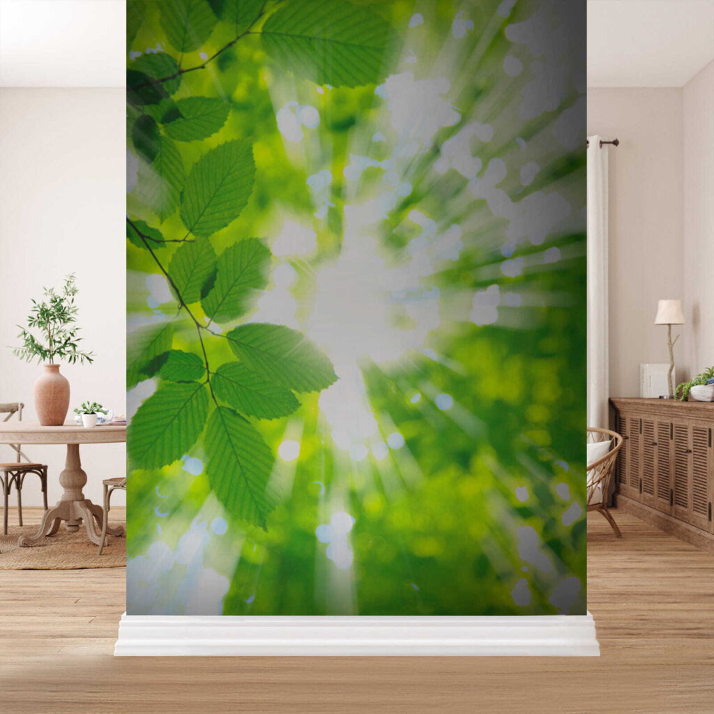 Sun shining through leaves