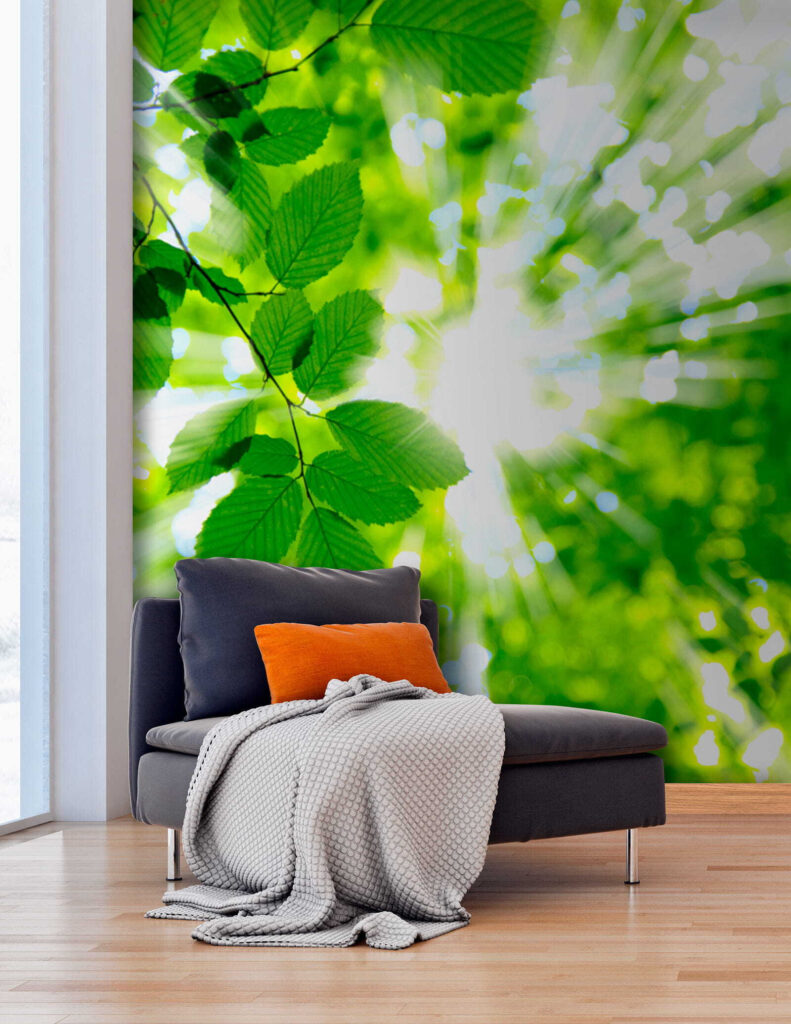 Sun shining through leaves