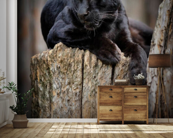 u54741pig41 600x480 - Чорна пантера лежить на пні - tegory