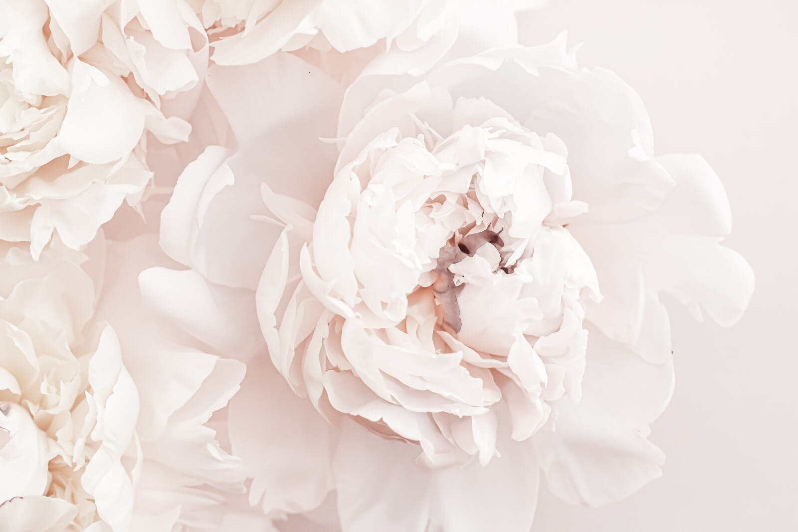 Delicate blooms in soft hues Delicate blooms in soft hues