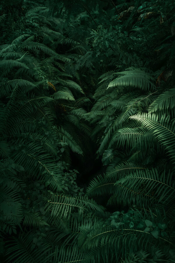 Group of green leaves Group of green leaves