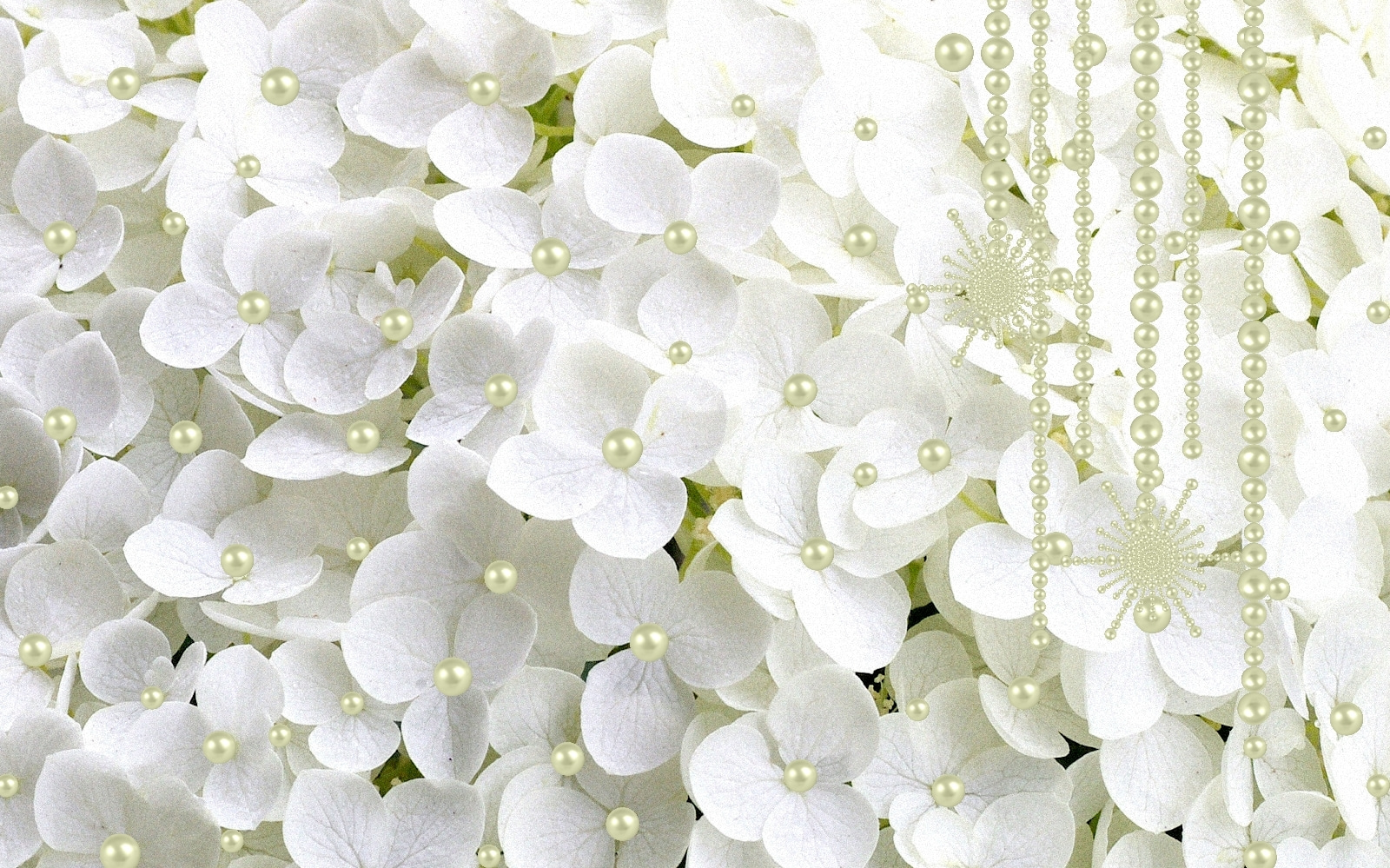 Group of white flowers Group of white flowers