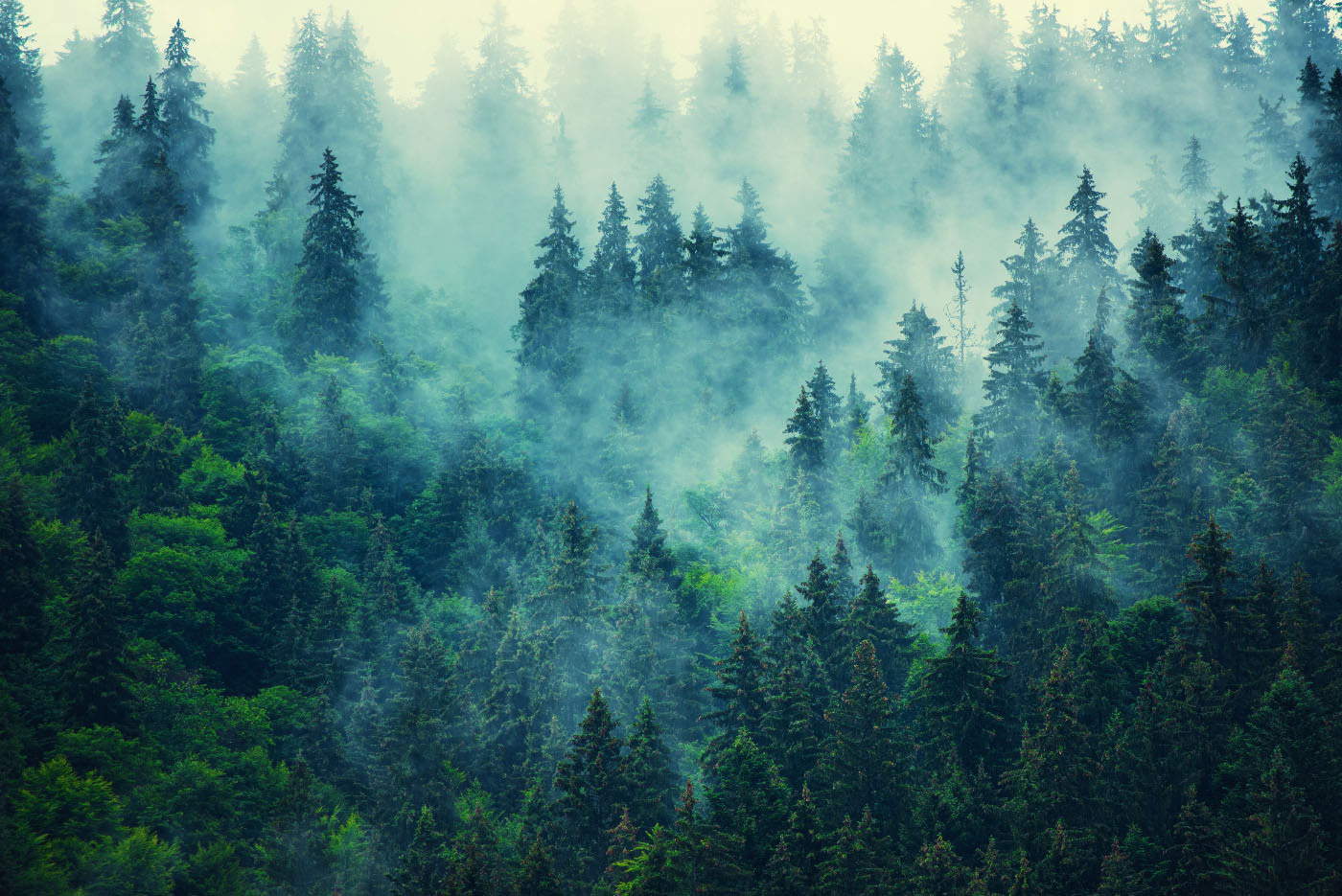 Foggy forest with trees Foggy forest with trees