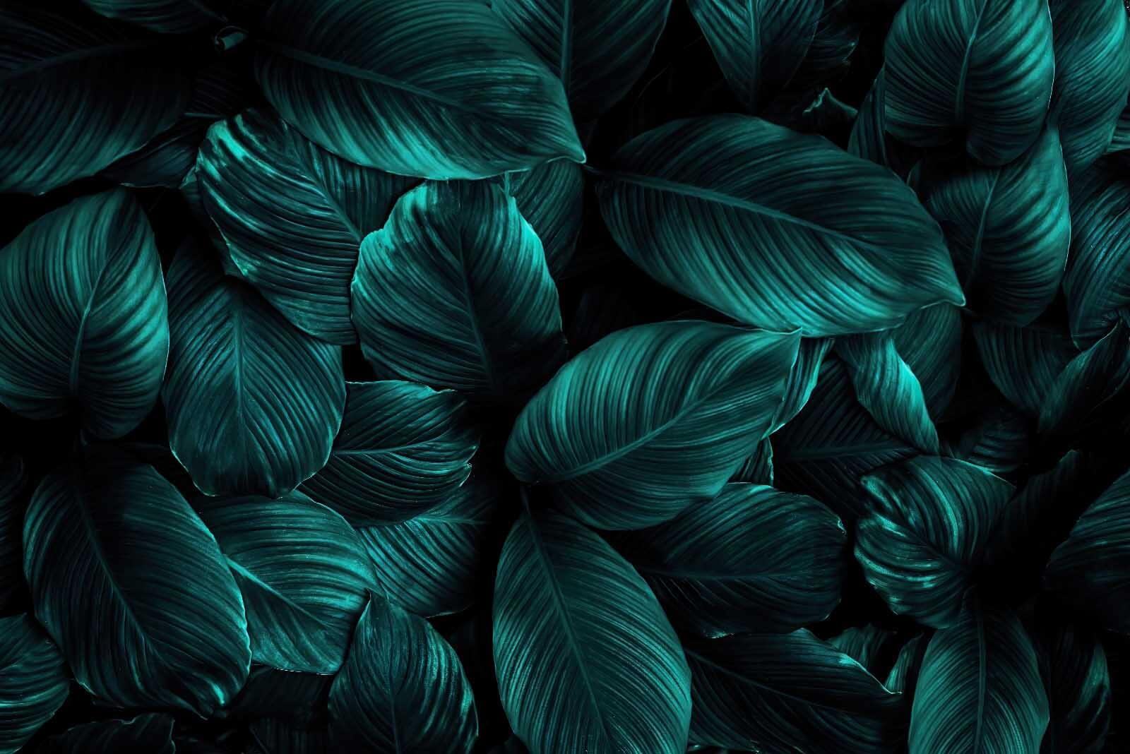 u27566p - Група темно-зеленого листя - tegory