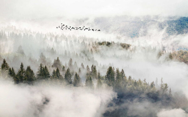 Birds flying over a forest Birds flying over a forest