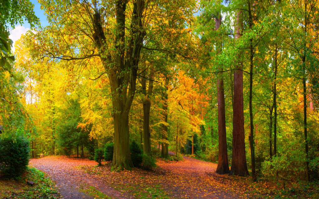 Path with trees and leaves on it Path with trees and leaves on it