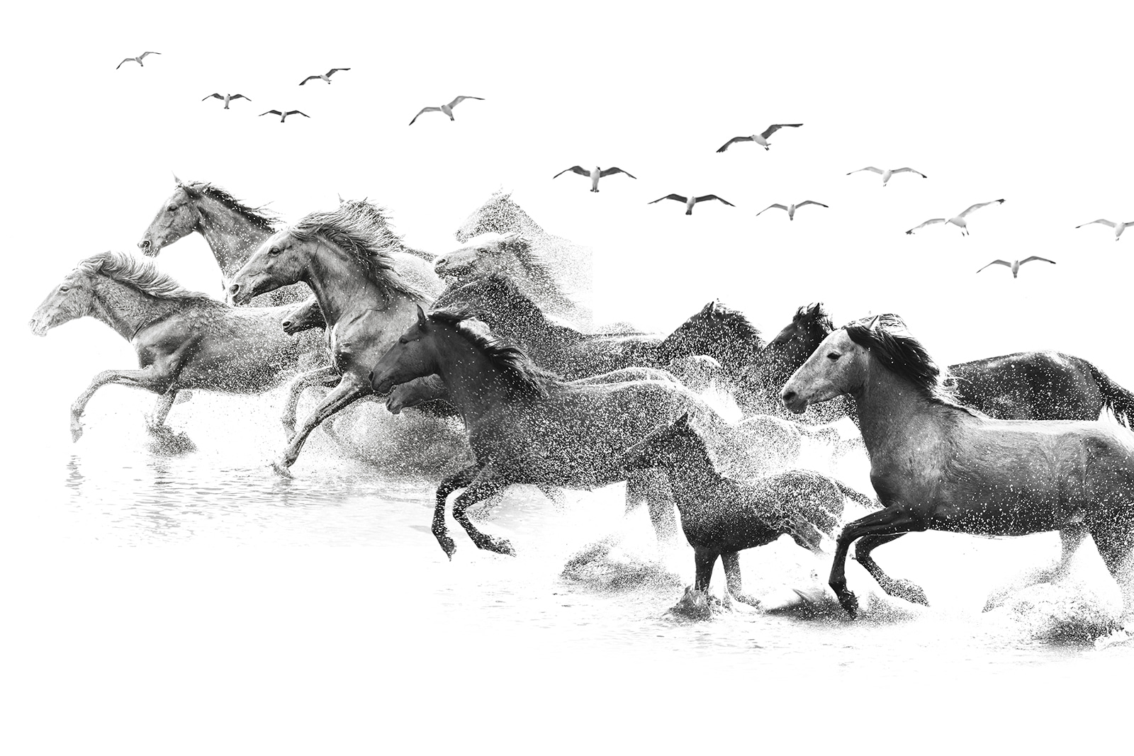 Група коней біжить по воді u14413p - Група коней біжить по воді - tegory