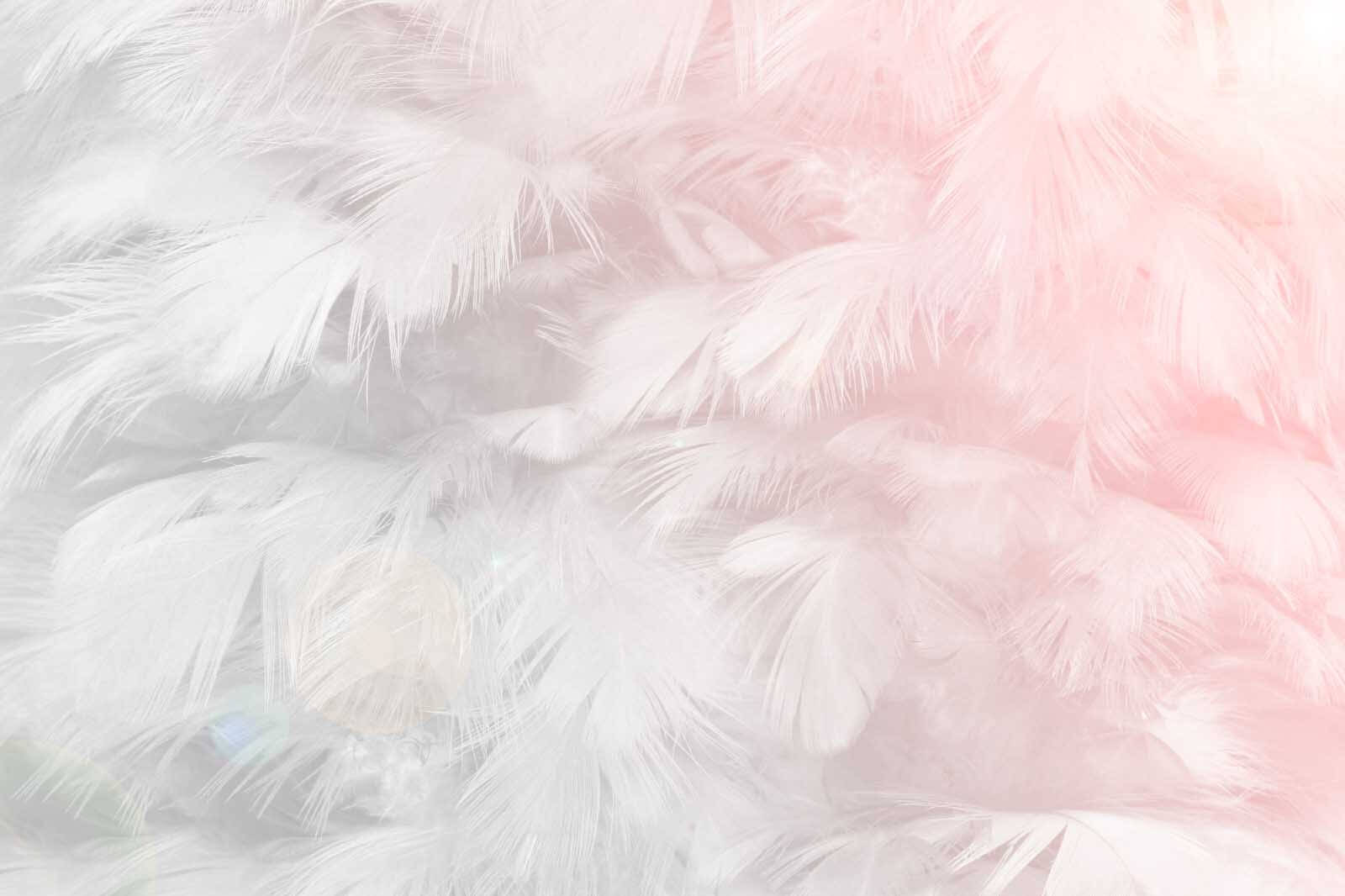 Delicate feathers in soft pastel tones Delicate feathers in soft pastel tones
