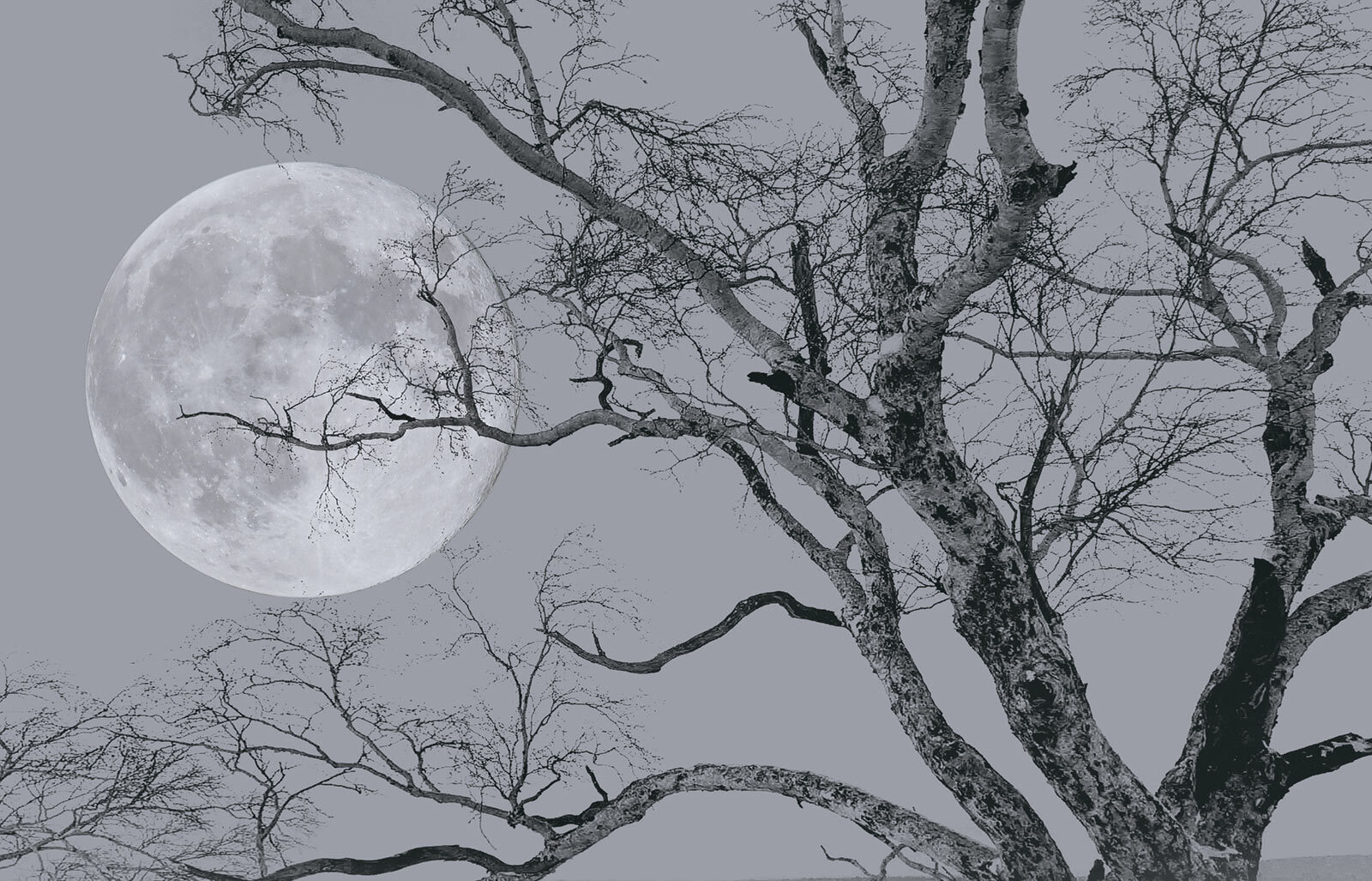 Tree with branches and a moon in the background Tree with branches and a moon in the background