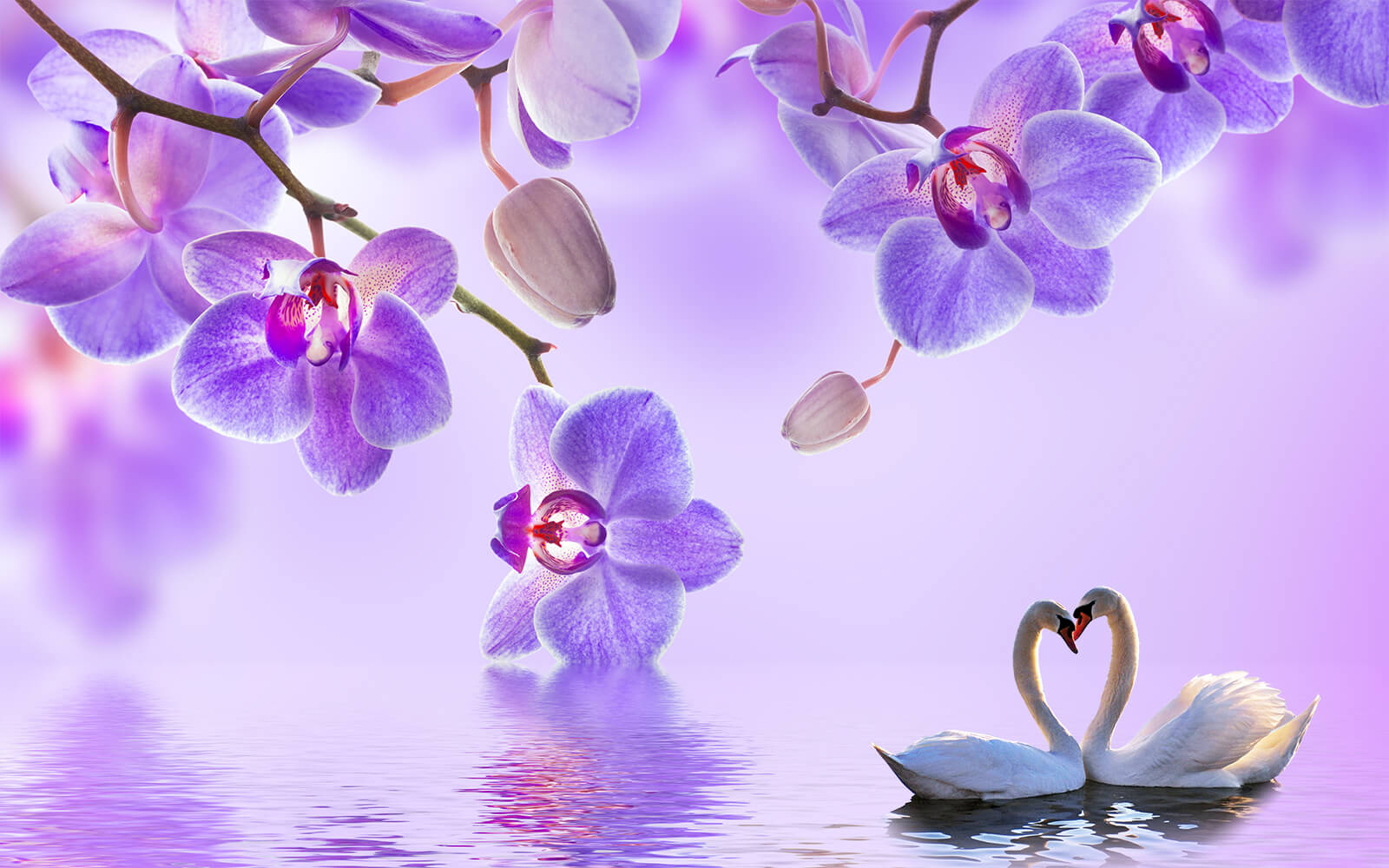 u29140p - Два лебеді в озері з фіолетовими квітами - tegory