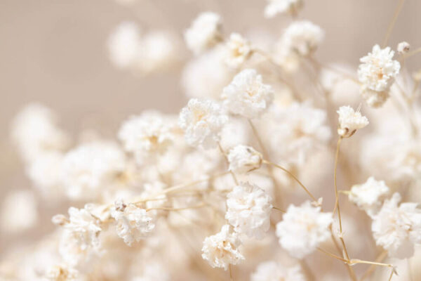 Wall murals Delicate blooms in soft focus Wall murals Delicate blooms in soft focus
