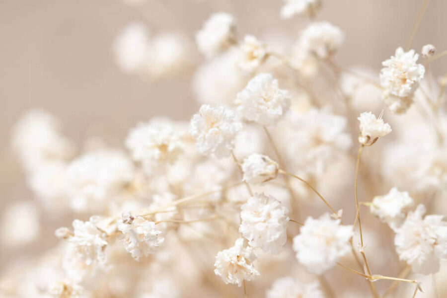 Wall murals Delicate blooms in soft focus