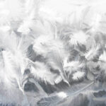 Біле пір'я на вікні Біле пір'я на вікні