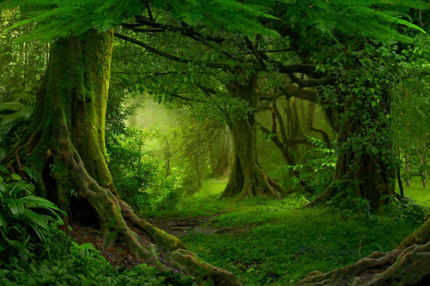 Forest with trees and plants Forest with trees and plants