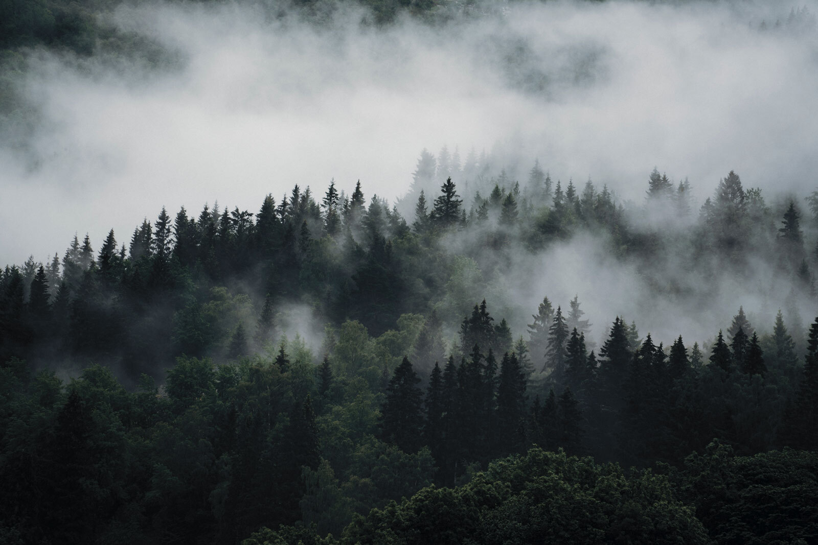 Foggy forest with trees