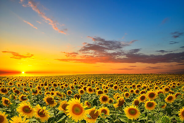 A field of sunflowers at sunset A field of sunflowers at sunset