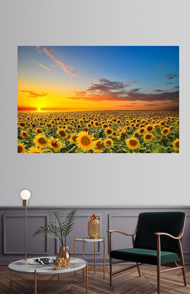 A field of sunflowers at sunset A field of sunflowers at sunset