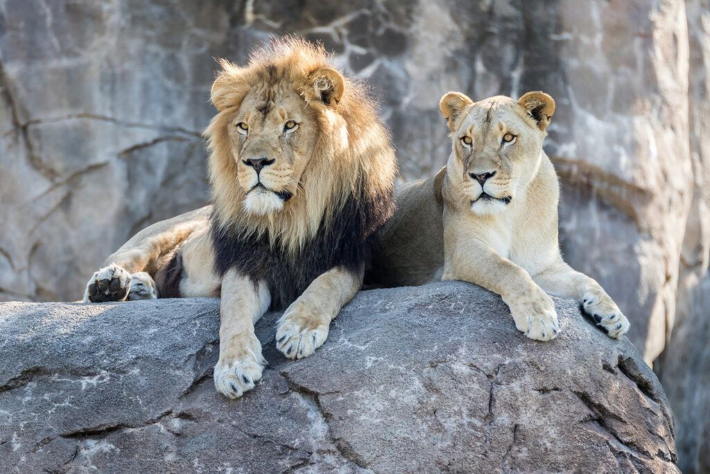 A couple of lions lying on a rock A couple of lions lying on a rock