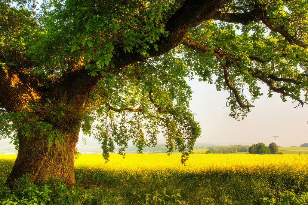 A tree in a field