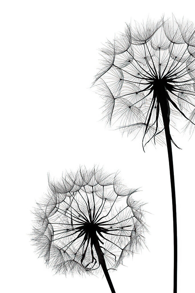 Delicate dandelions on a white background Delicate dandelions on a white background