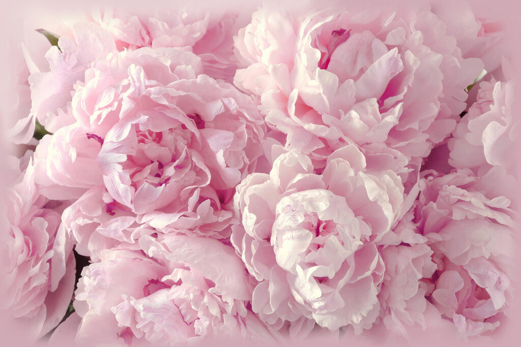 A group of pink flowers A group of pink flowers