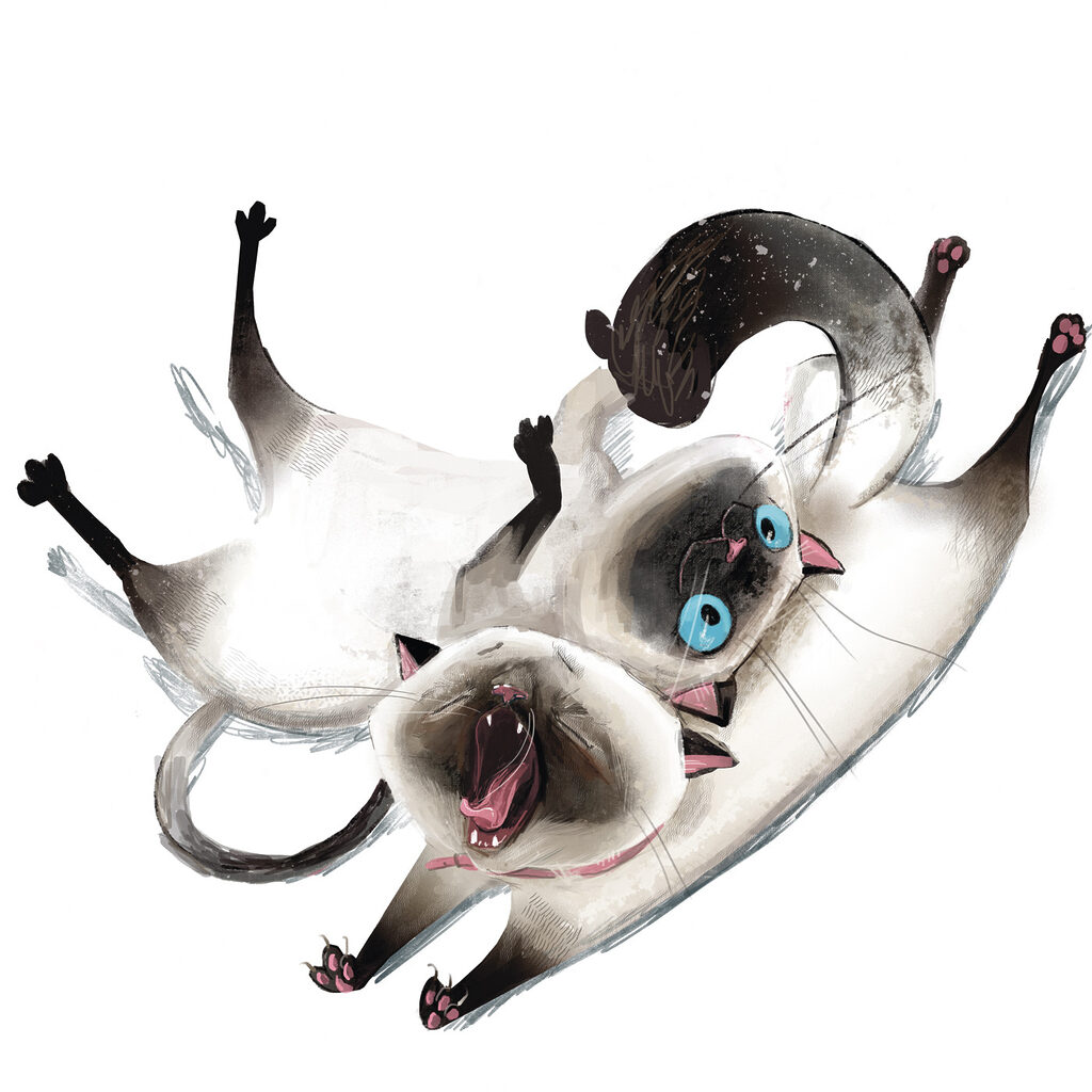 A cat lying on its back A cat lying on its back