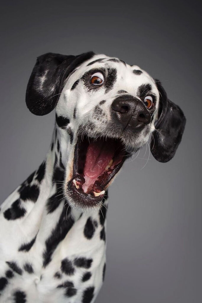 A dog with its mouth open