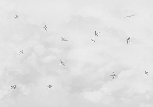 Група птахів, що летять у небі w00526v1p 600x420 - Група птахів, що летять у небі - tegory