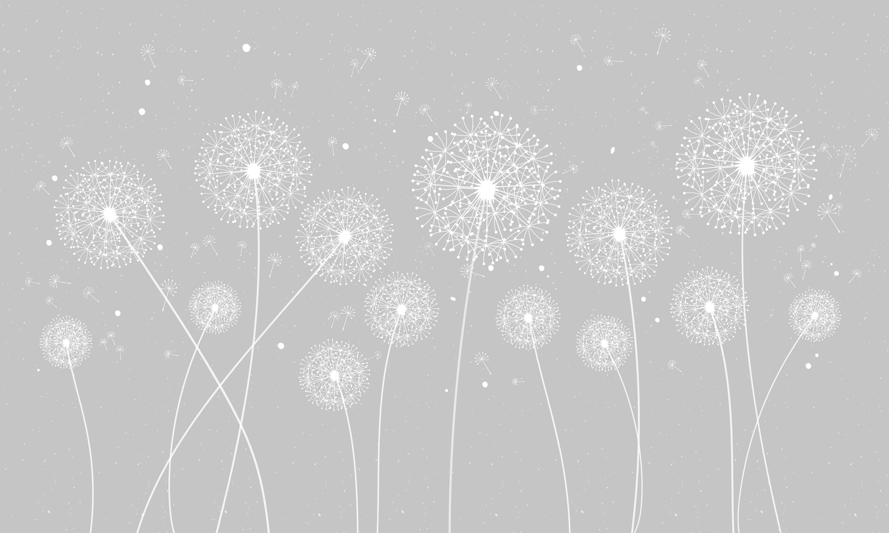 A white dandelions on a grey background A white dandelions on a grey background