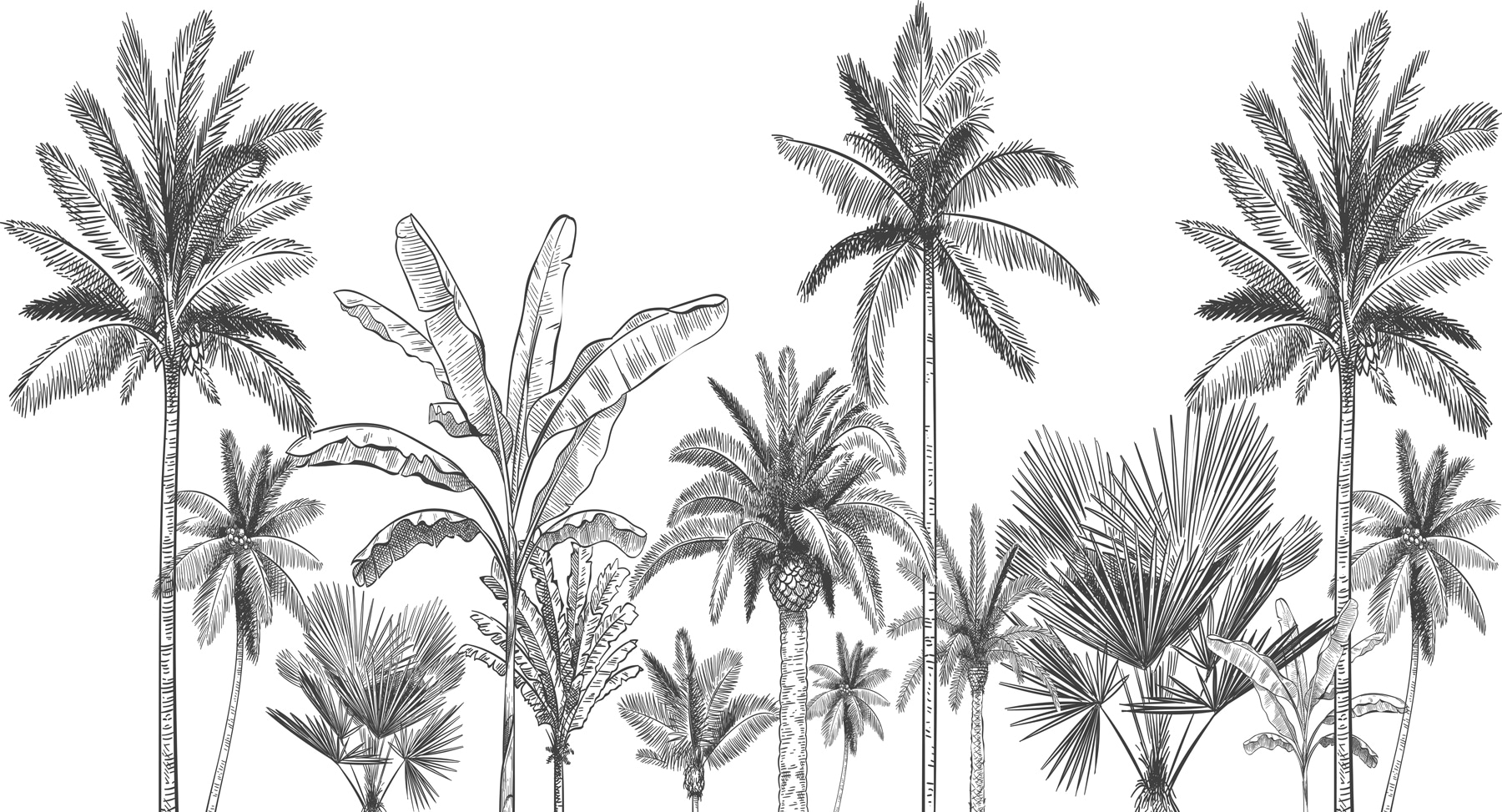 A group of palm trees A group of palm trees