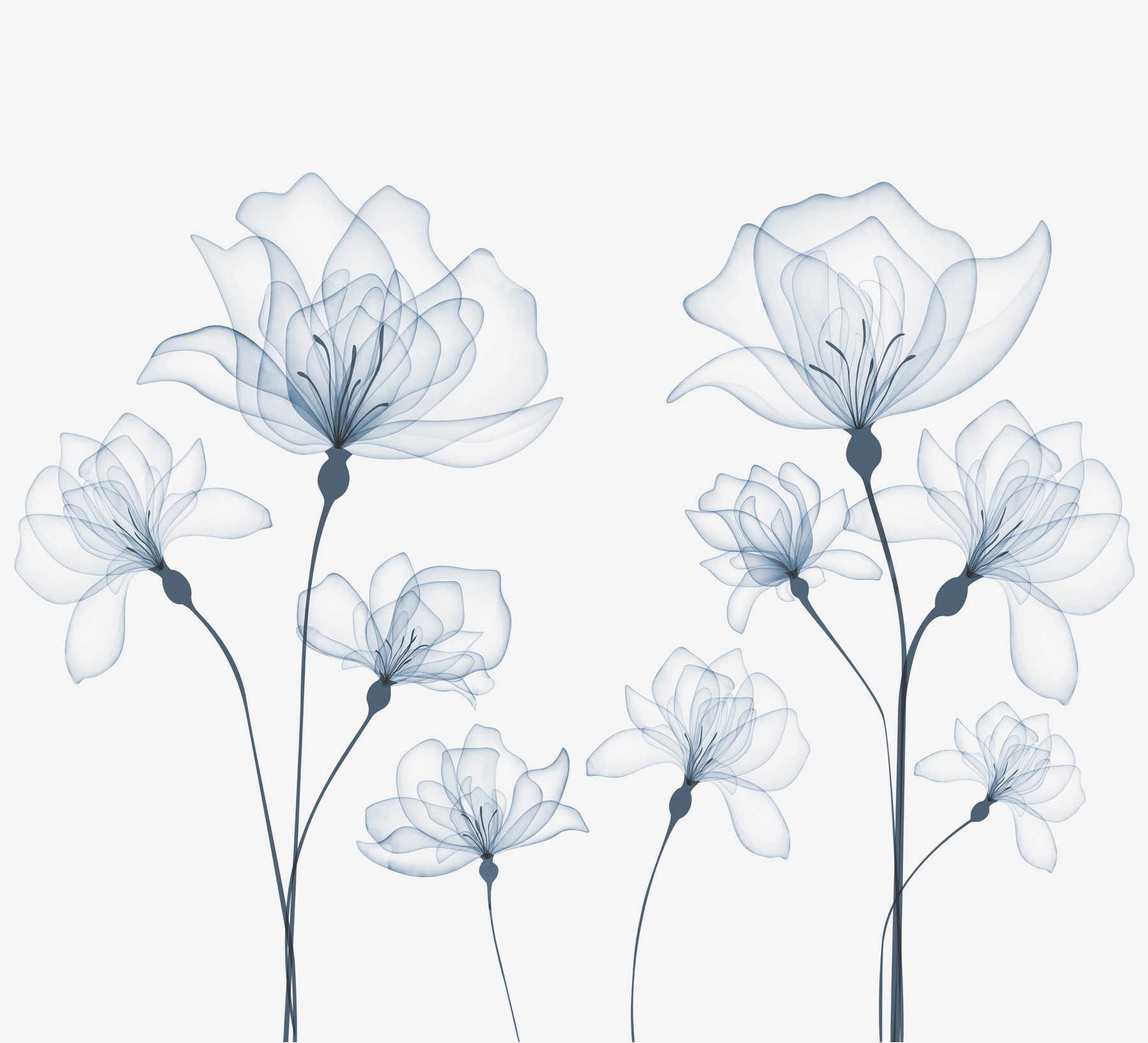 A transparent flowers on a white background A transparent flowers on a white background