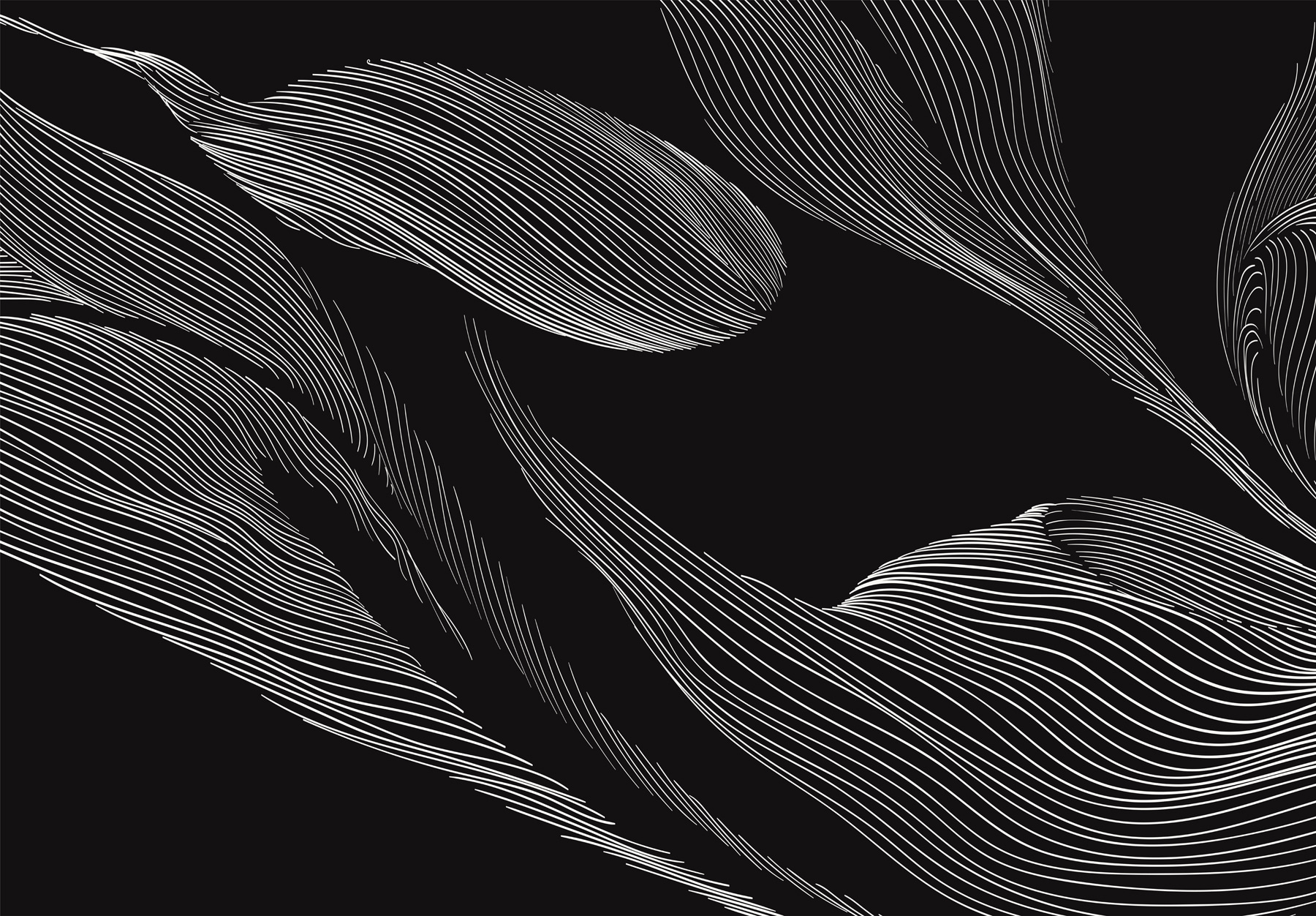 A black and white image of a leaf A black and white image of a leaf