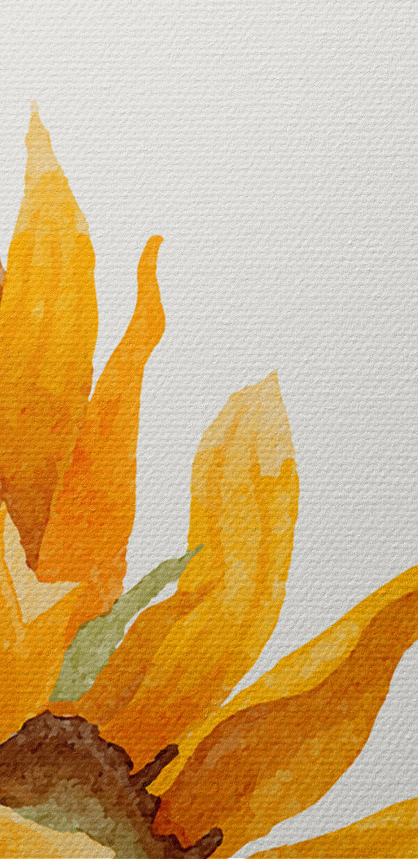 A close up of a sunflower A close up of a sunflower