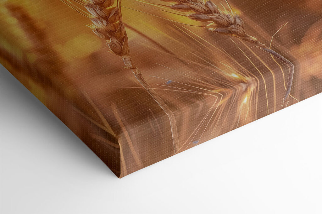 Close up of wheat in a field