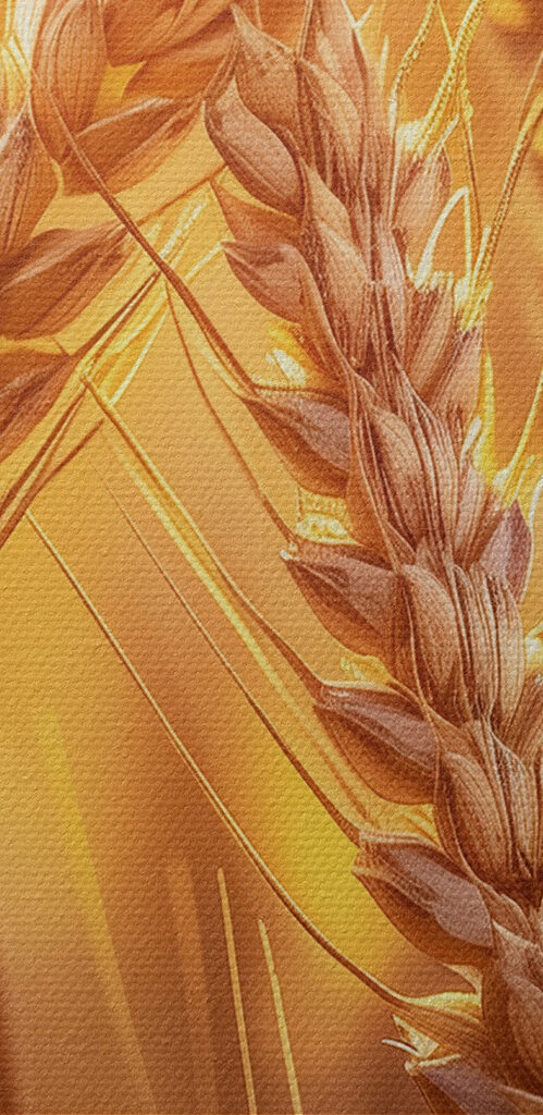 Close up of wheat in a field