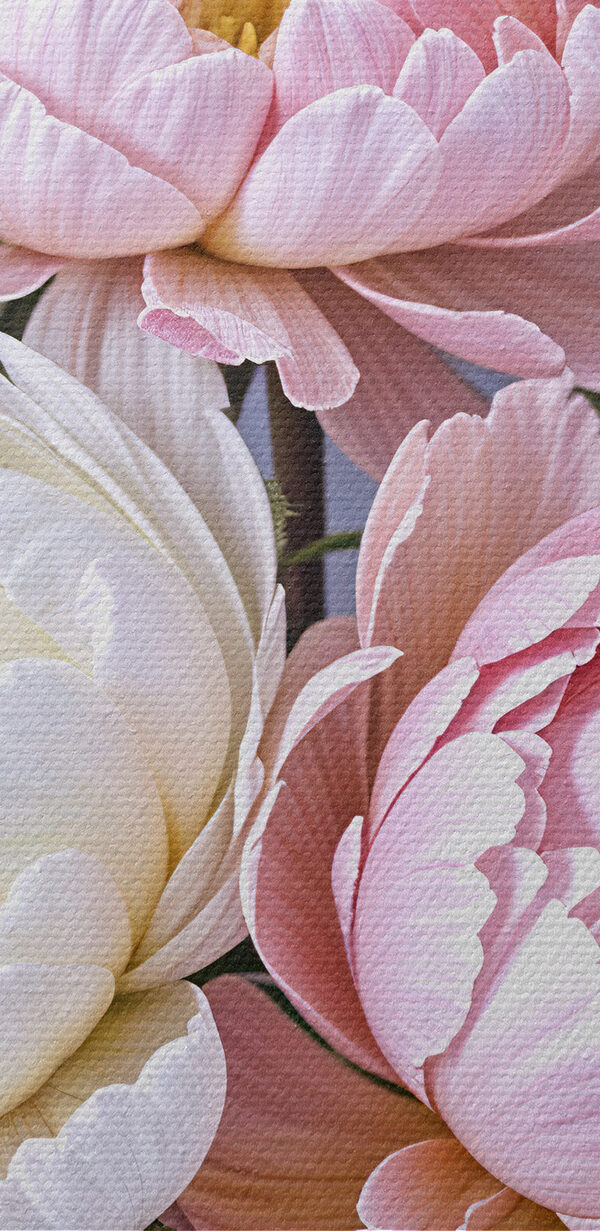 Group of pink and white flowers Group of pink and white flowers