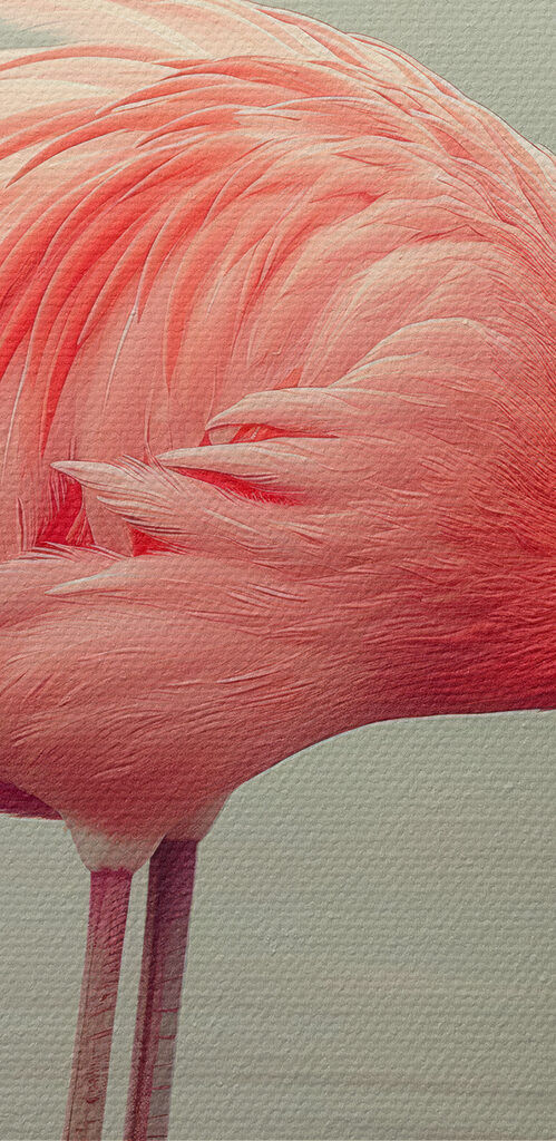 Flamingo standing in water Flamingo standing in water