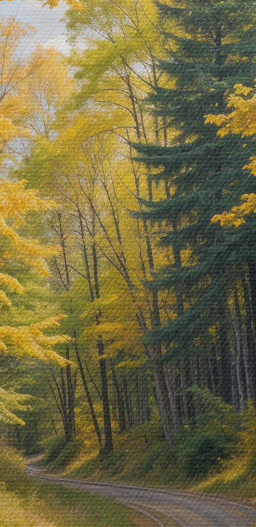 Road through a forest with yellow leaves Road through a forest with yellow leaves