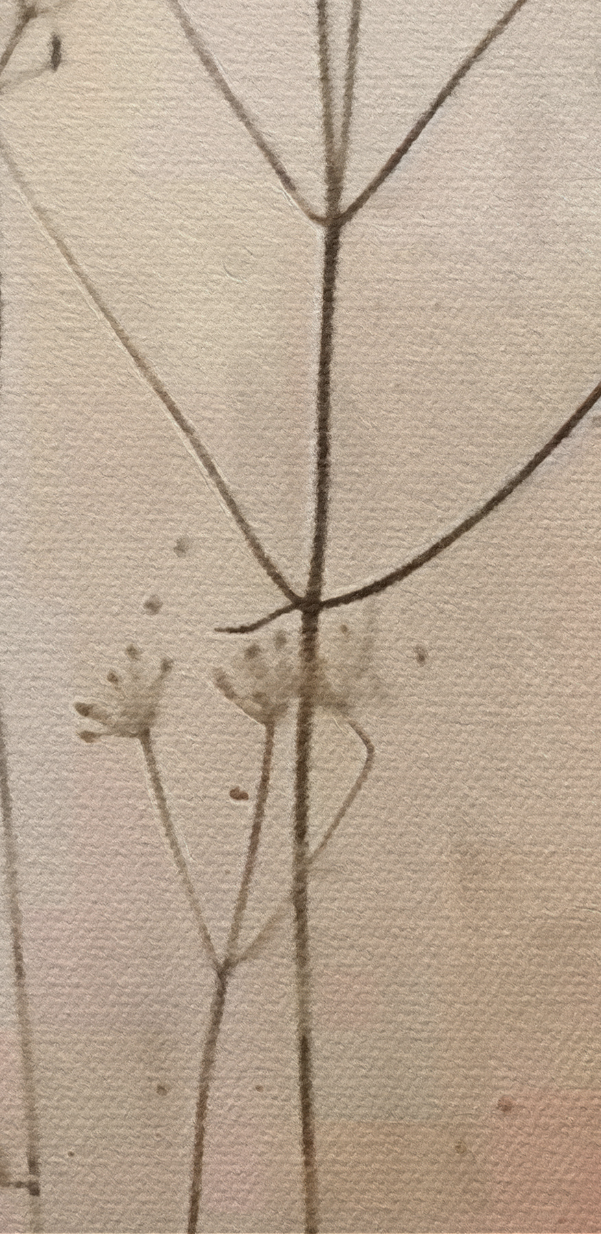 Plant with flowers on it Plant with flowers on it
