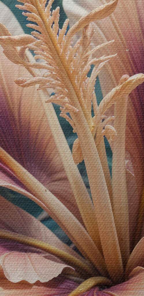 Close up of a flower