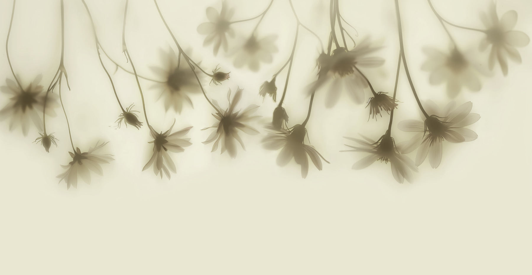 Group of flowers on a white background