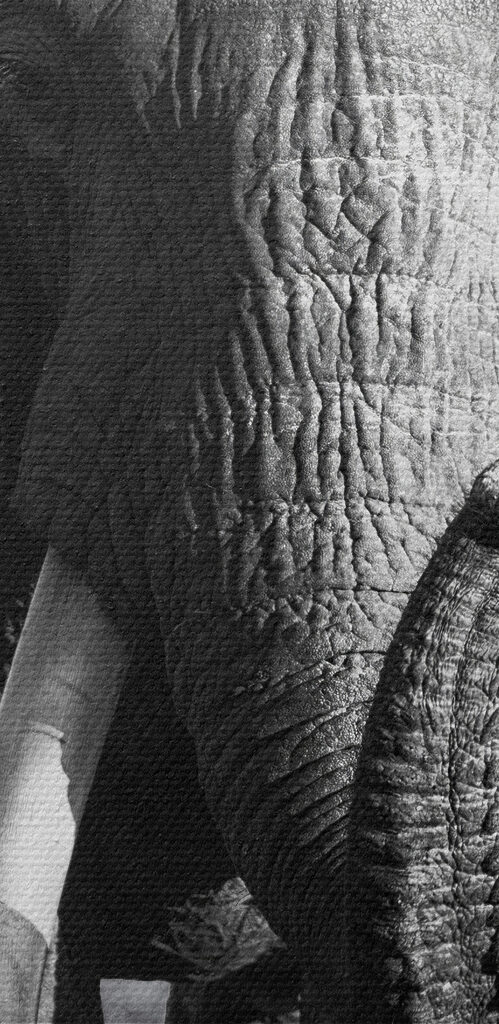 An elephant with tusks walking