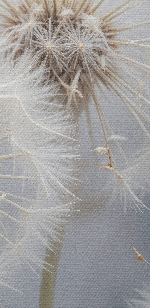 Group of dandelions with seeds flying Group of dandelions with seeds flying