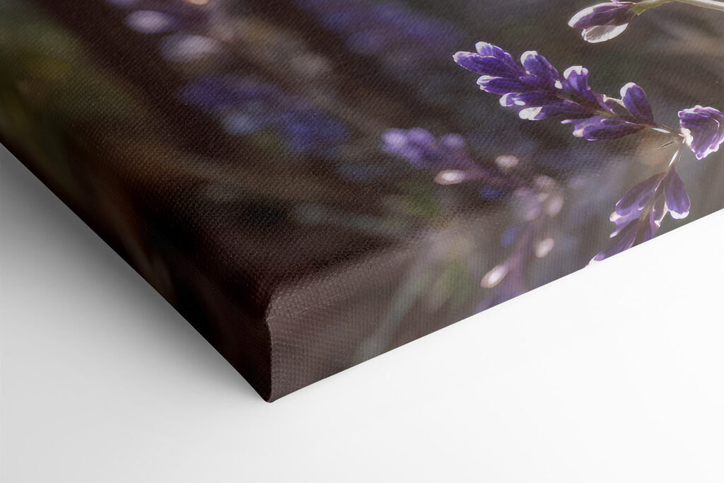 Close up of purple flowers