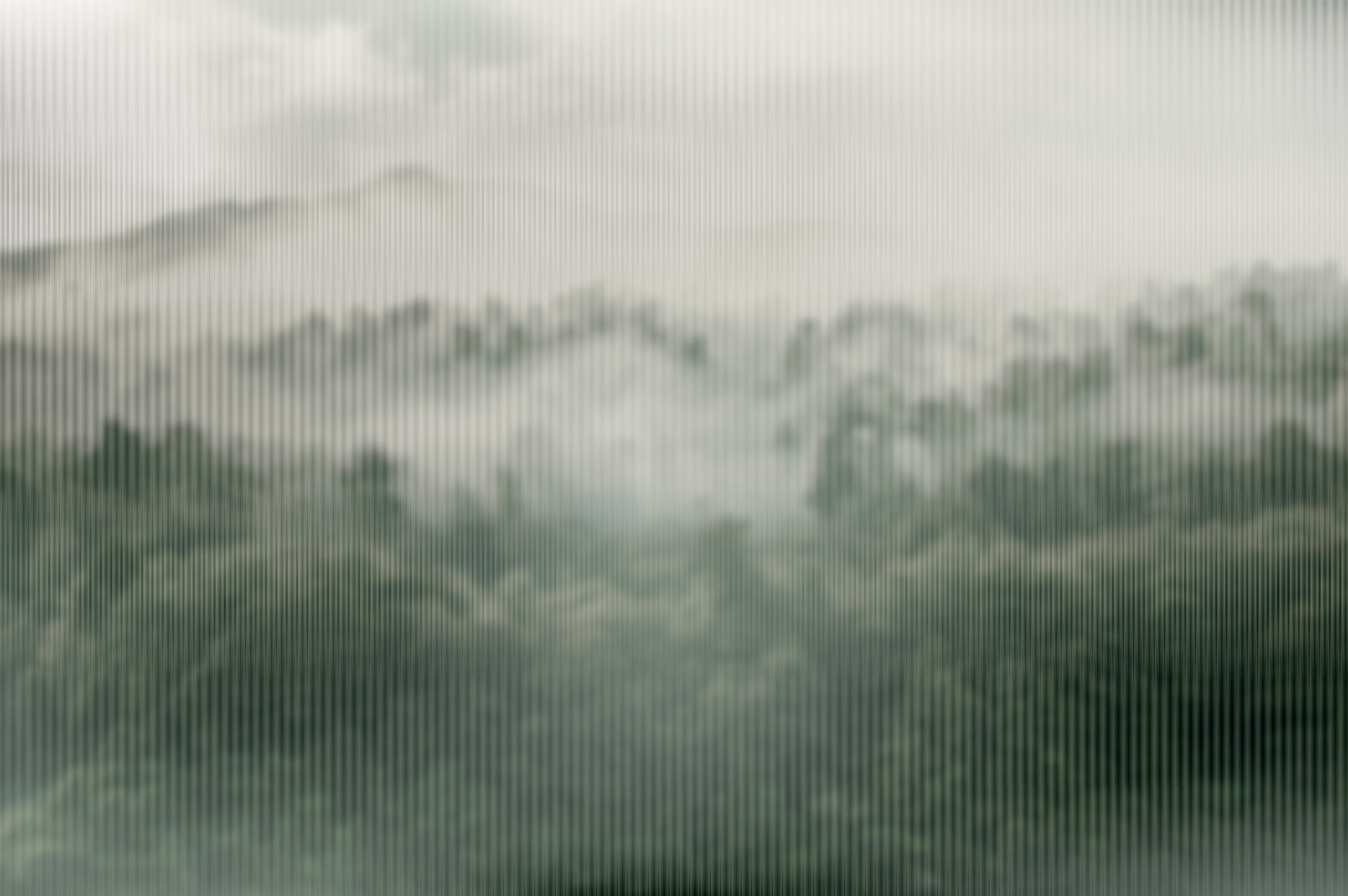 Foggy forest with trees