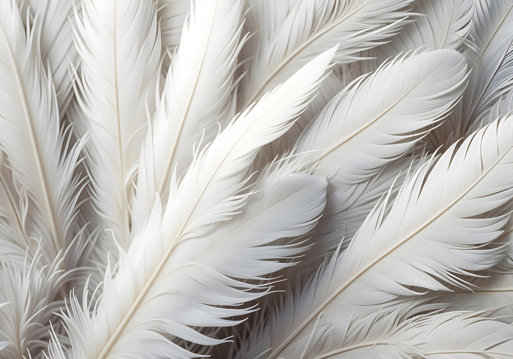 Group of white feathers